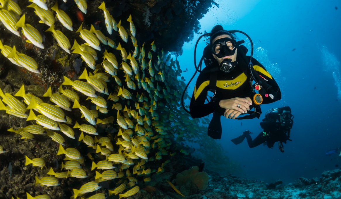Diver beside a large school of yellow snapper fish along a reef wall