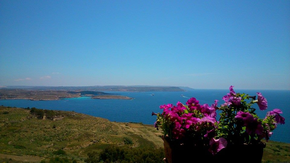 View across a sea channel to a distant coastline, pink flowers in foreground