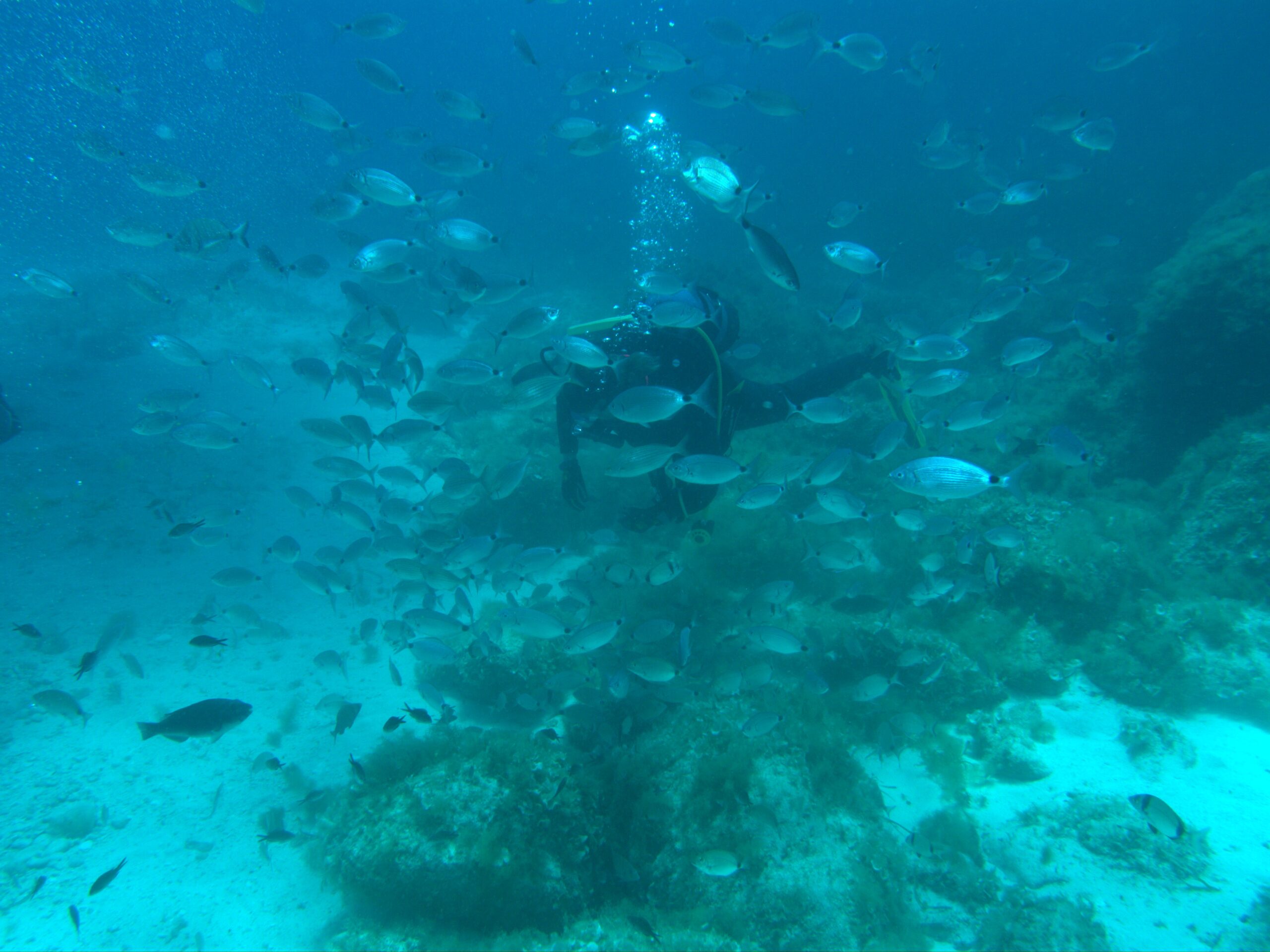Diver surrounded by a large school of fish over a rocky reef