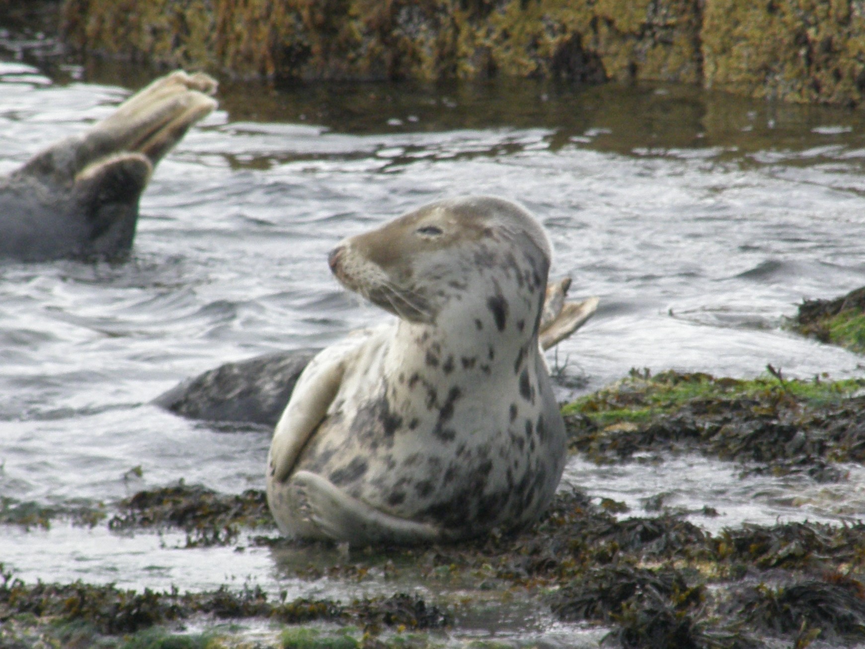 Two grey seals in shallow water, one raising a flipper