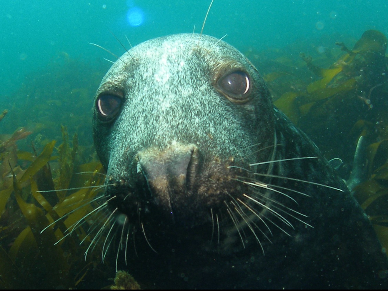 Close-up of a grey seal's face underwater surrounded by kelp