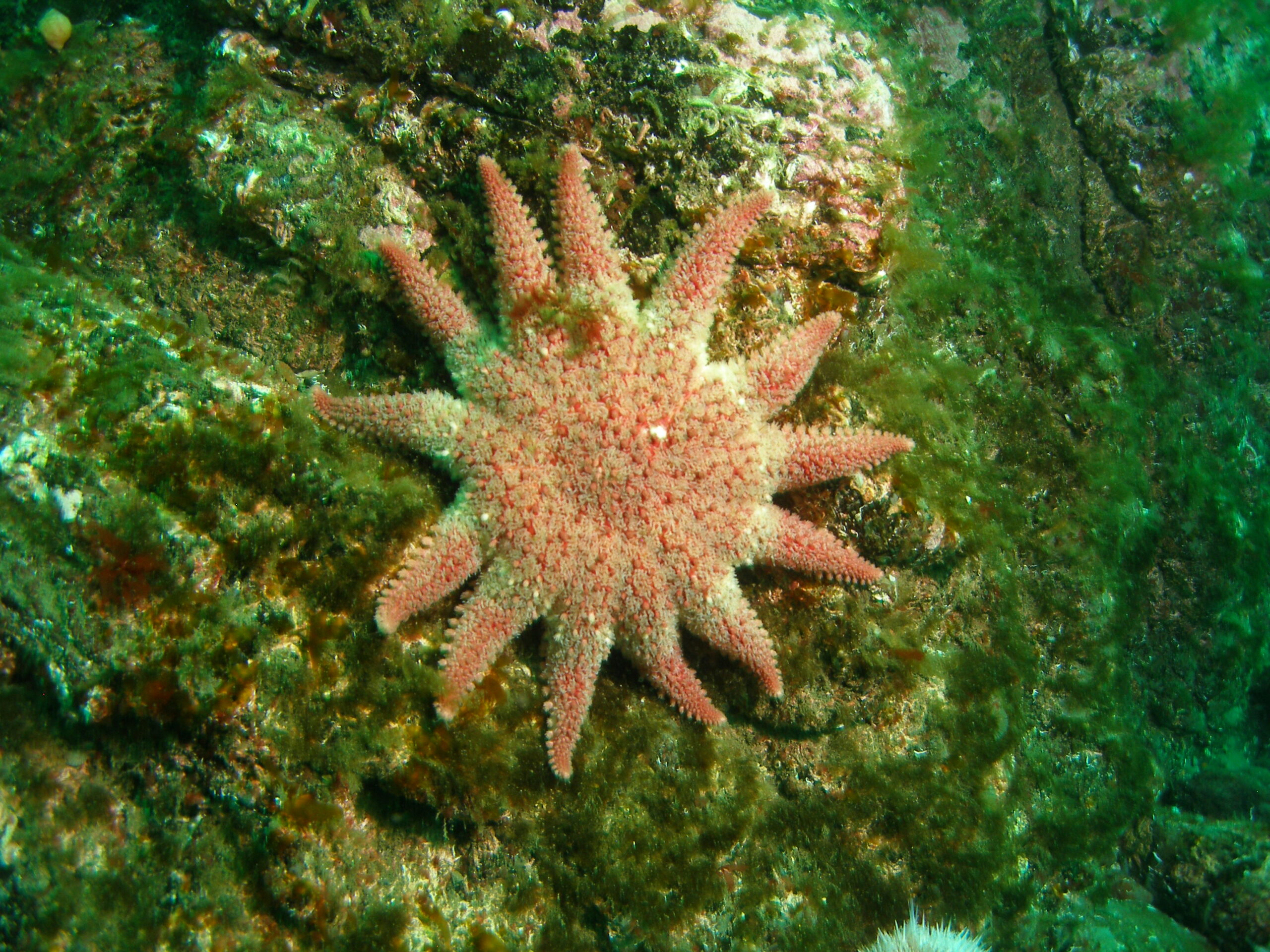 Multi-armed sun star on a rock covered with green seaweed
